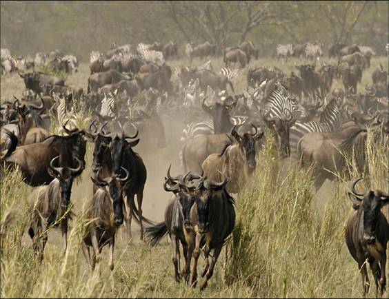 Africa Nature Animals (15)